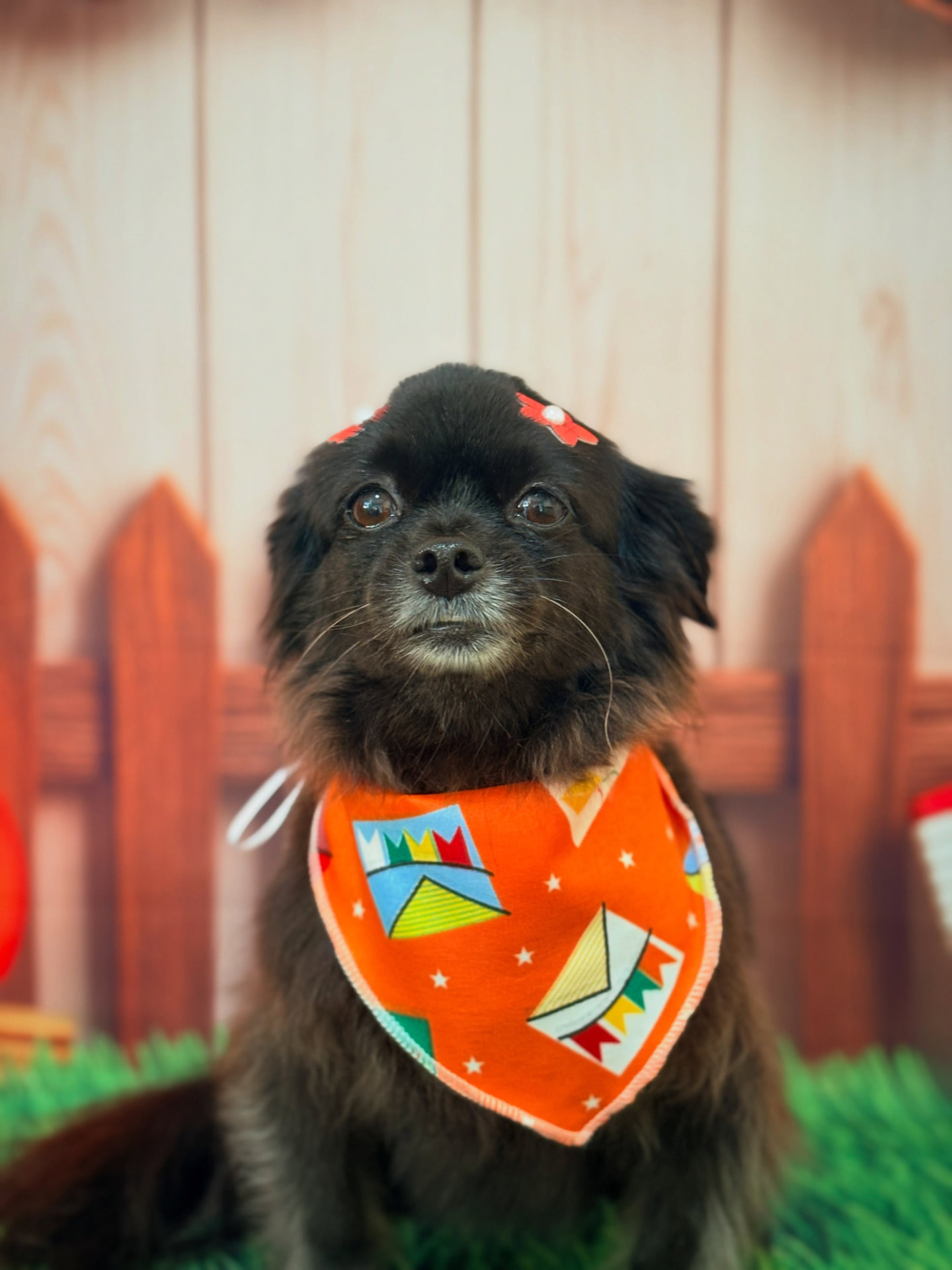 Cachorro preto com bandana laranja após a tosa na DOGSPOT