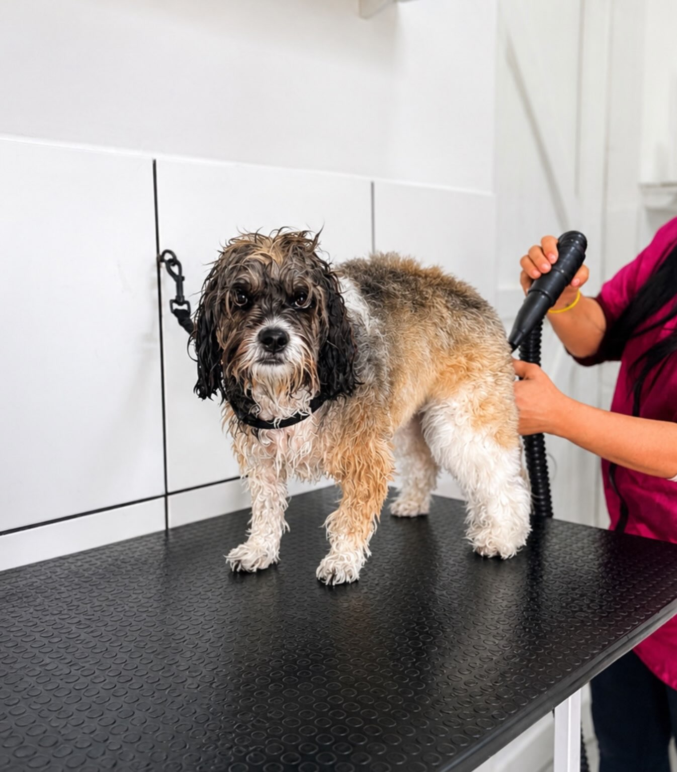 Secagem profissional de cachorro na DOGSPOT