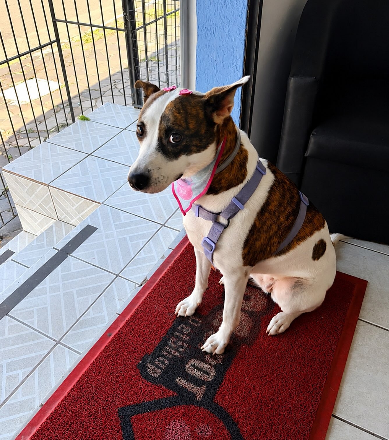 Cachorro esperando atendimento na entrada da DOGSPOT