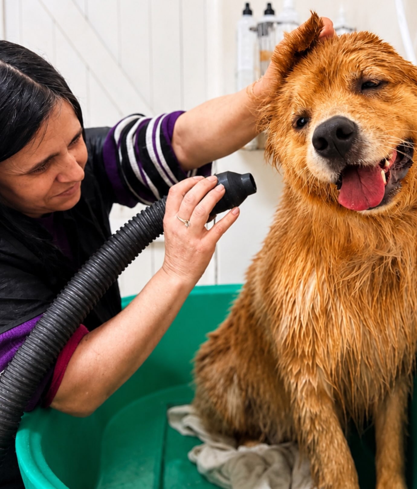 Secagem profissional de golden retriever na DOGSPOT