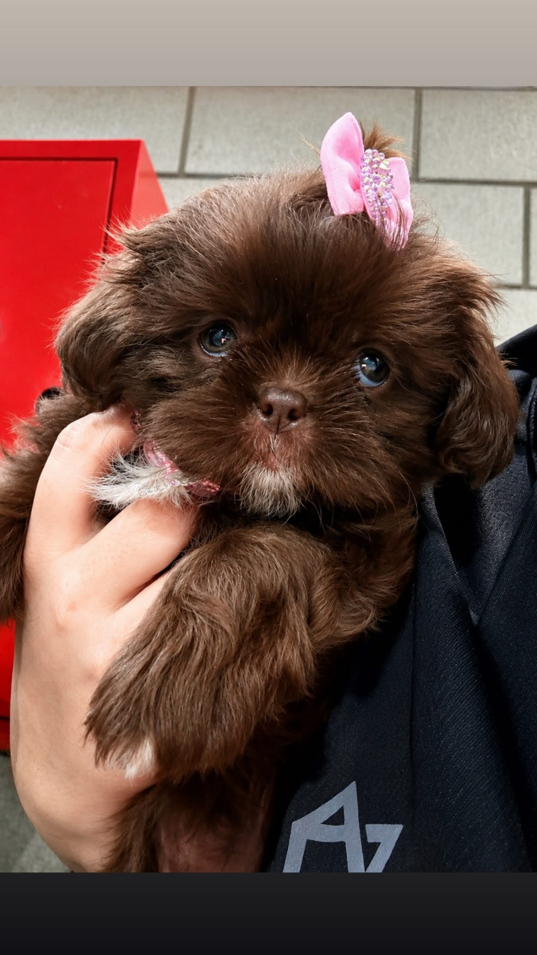 Filhote de pelagem chocolate com lacinho rosa na DOGSPOT
