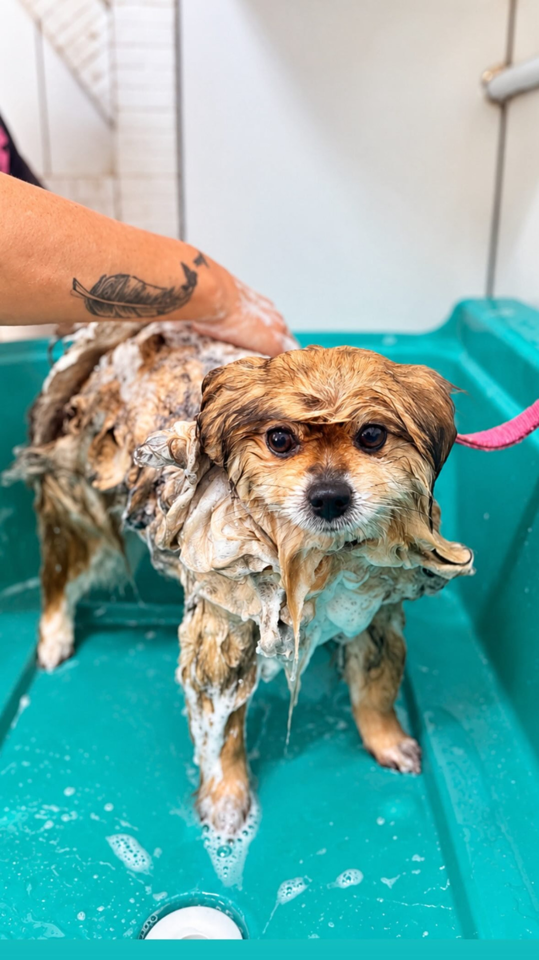 Cachorro durante o banho na DOGSPOT em Cachoeirinha