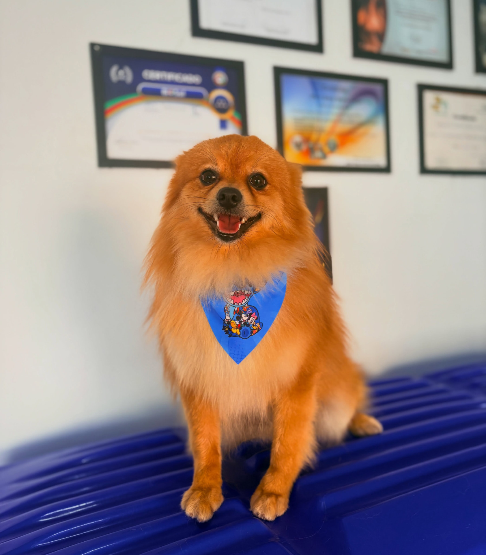 Pet feliz após a tosa na DOGSPOT